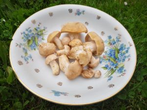 Fotosoutěž jarní houby