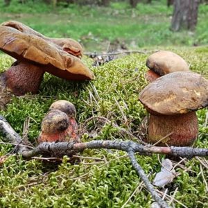 Fotosoutěž jarní houby
